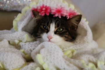 beautiful kitten close - up face