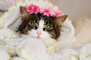 beautiful kitten close - up face