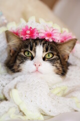 beautiful kitten close - up face