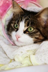 beautiful kitten close - up face