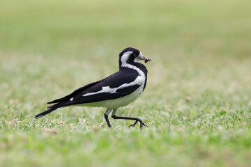 Australian magpie lark bird feeding, with a bug in it's beak in Adelaide, South Australia 