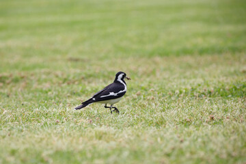 Australian magpie lark bird feeding, with a bug in it's beak in Adelaide, South Australia 