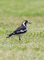 Australian magpie lark bird feeding, with a bug in it's beak in Adelaide, South Australia 