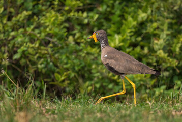 African Wattled Lapwing - Vanellus senegallus, beautiful special lapwing from African savannas and bushes, Queen Elizabeth National Park, Uganda.