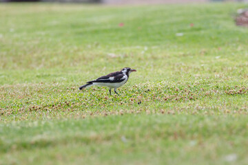 Australian magpie lark bird feeding, with a  big worm in its beak in Adelaide, South Australia 