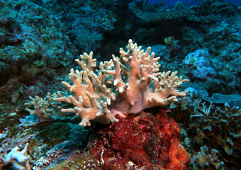 Finger Leather coral growing on a rock Boracay Island Philippines