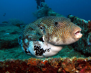 Map pufferfish on a wreck Boracay Island Philippines