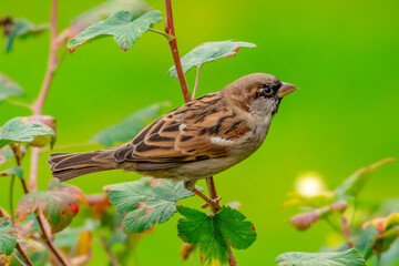  house sparrow on a branch