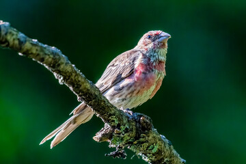 House Finch
