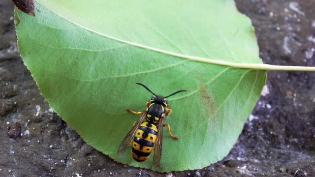 Closeup of yellowjacket wasp on leaf.