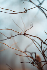 Water drops on tree branches with autumn atmosphere.