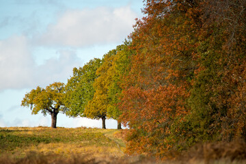 Autumn colors in Park...