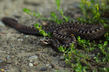 lizard on the ground