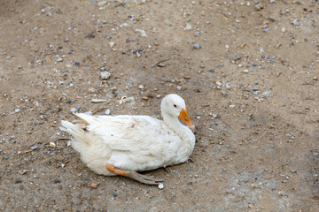 Group goose is sit down in nature farm garden