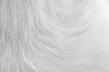 Close up dog fur soft texture white grey background