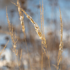 Fototapeta premium Grass frozen in the snow as a background.
