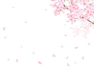 Obraz na płótnie Canvas 美しく華やかな満開の桜の花と花びら舞い散る春の白バックフレームベクター素材イラスト 