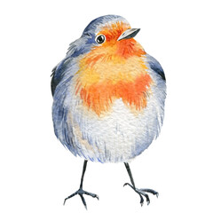 Robin bird watercolor. Hand drawn Illustration isolated on white background. Forest nature.