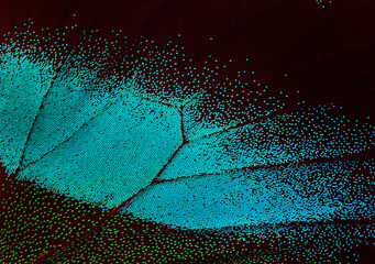 Wing of the butterfly. Papilio blumei. Close up. Wing of a butterfly texture background.	 - obrazy, fototapety, plakaty