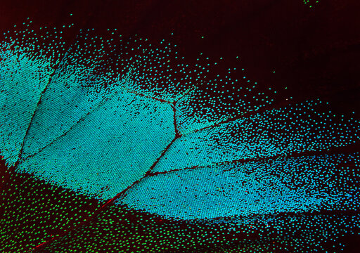 Wing of the butterfly. Papilio blumei. Close up. Wing of a butterfly texture background.	