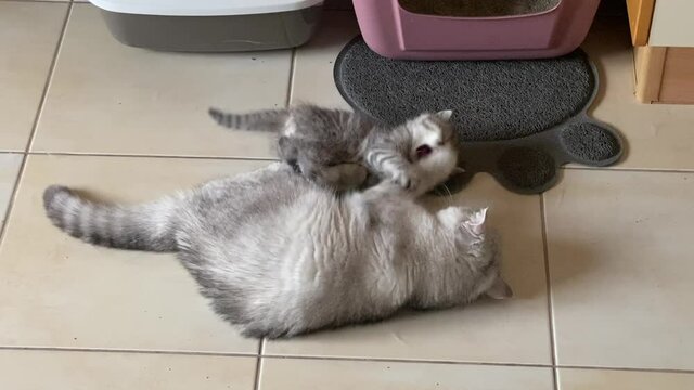Chinchillas Persian Domestic Cat cat playing n your home.