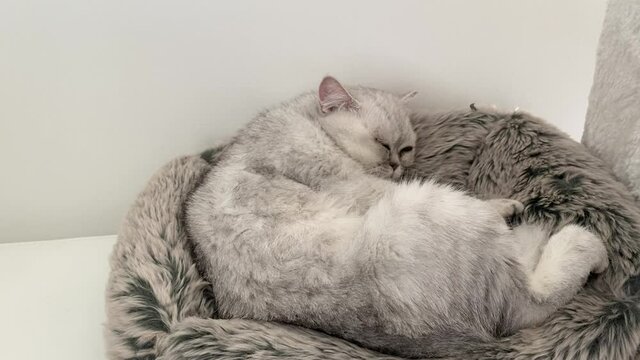 Chinchilla Persian Domestic Cat cat sleeping in your home
