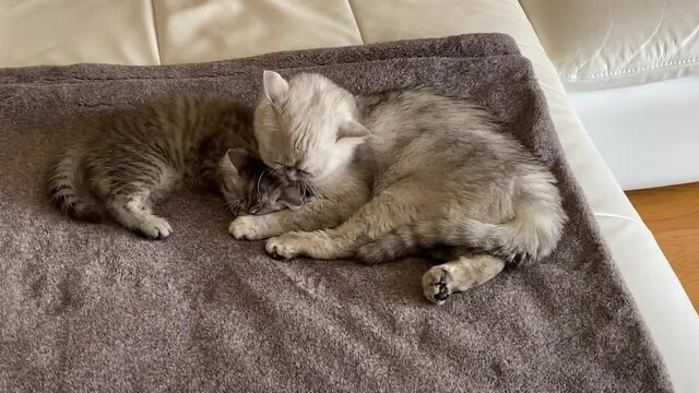 Chinchillas Persian Domestic Cat cat cuddling in your home