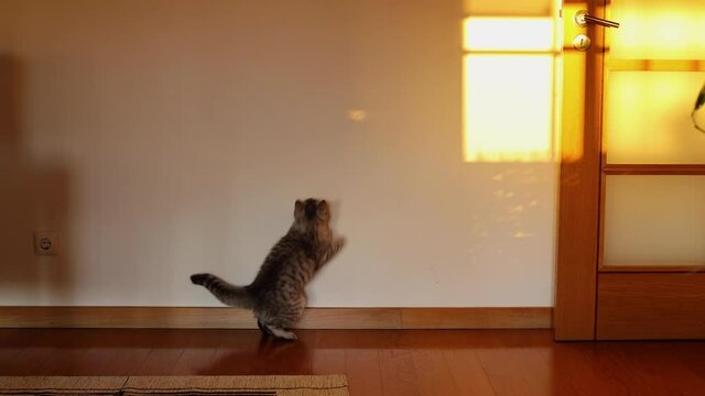 Chinchilla Persian Domestic Cat cat kidding in your home