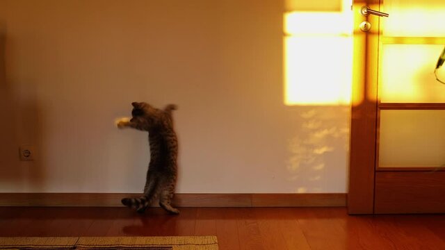 Chinchilla Persian Domestic Cat cat plays sun reflex.