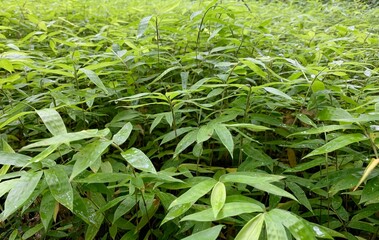 Obraz premium Bamboo plant seedlings in the nursery for natural background