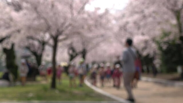 ぼかし背景素材: 満開の桜並木道を歩くマスク姿の人々  4K  広島平和記念公園の桜風景  2021年3月29日撮影