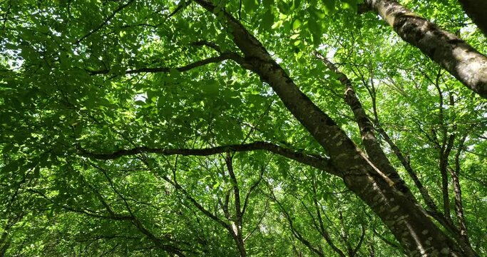 Common walnut trees, Dordogne, France