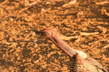 Vautour Africain Gyps africanus oiseau rapace diurne au Kenya