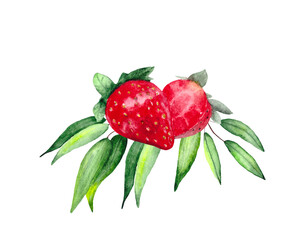 Juicy strawberries and eucalyptus leaves.  Watercolor composition, hand-painted, isolated on a white background for design and botanical illustrations.