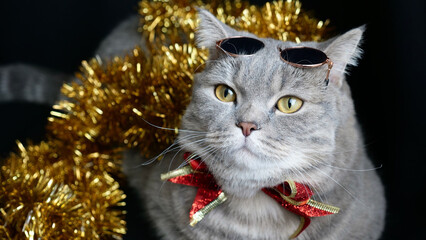Pet British, Scottish straight cat for the new year 2022 or Christmas with glasses, red bow...
