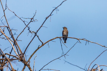 Dark-sided flycatcher (Muscicapa sibirica) at Rabindra Sarovar, Kolkata, West Bengal