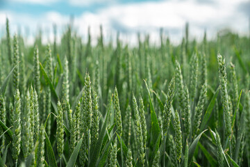 Field with unripe wheat in the spring