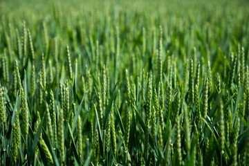 Field with unripe wheat in the spring