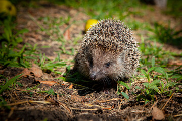 Hedgehog in the garden. Filmed in the Kuban.