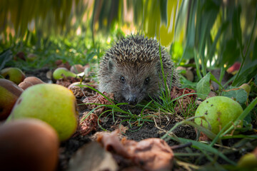 Hedgehog in the garden. Filmed in the Kuban. - obrazy, fototapety, plakaty