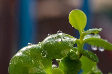 Sun is shinning to the houseplant with green leaves and water drops after watering. Selective focus