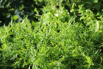 Dill im Garten