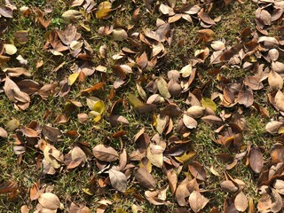 autumn leaves in the ground