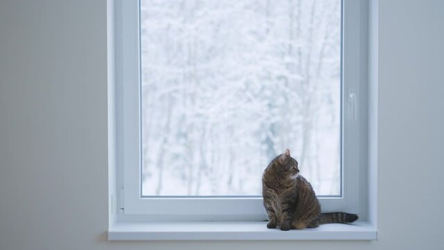 home cat and russian winter