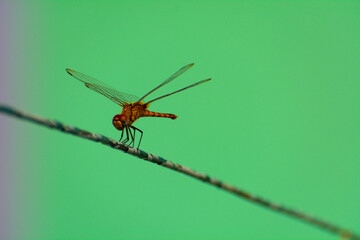 Closeup of a Dragonfly sitting a rusty metal wire with a green background