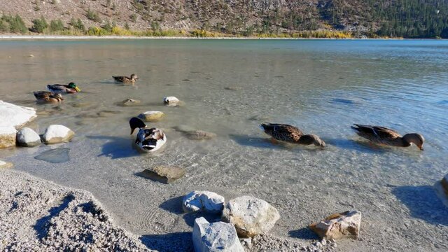 Ducks swimming in clear waters of the June lake in sunny Mono, California, USA