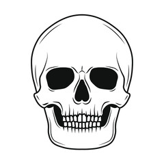 Skull vector illustration. Human head skeleton icon.
