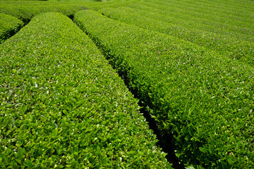 Fototapeta na wymiar Bushes of tea in Japan