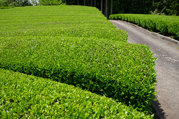 Bushes of tea in Japan