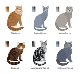 Cats of different breeds: Siberian cat, Russian blue, Scottish Fold, Exotic cat, American shorthair, British shorthair  - set of vector illustration